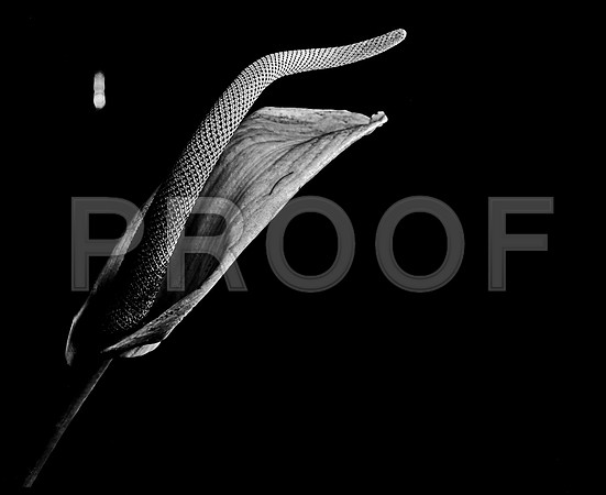42440_FM_4X5_BW_SPATHPHYLLUM_LILLY_SHELLS_FL_04_05.jpg