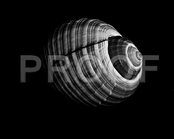 42423_FM_4X5_BW_GIANT_TUM_FL_04_04.jpg