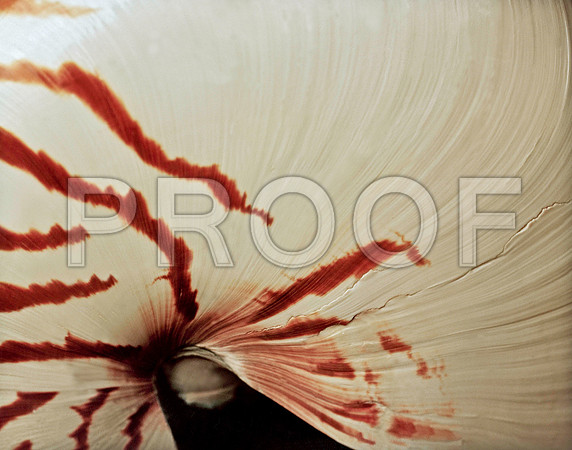42474_FM_4X5_COLOR_NATNAUT_SHELLS_FL_04_08.jpg