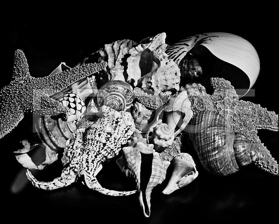 4754_FM_4X5_BW_SHELLS_MIX_FL_04_06.jpg