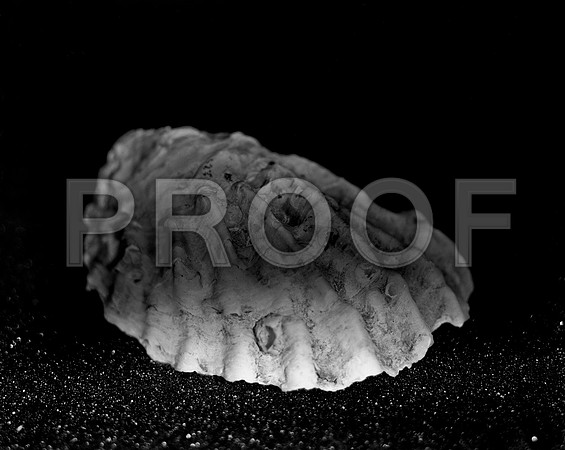 42438_FM_4X5_BW_MUREX_SHELLS_FL_04_07.jpg