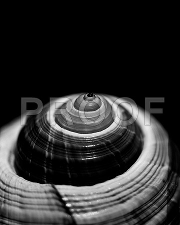 42425_FM_4X5_BW_GIANT_TUM_FL_04_07.jpg
