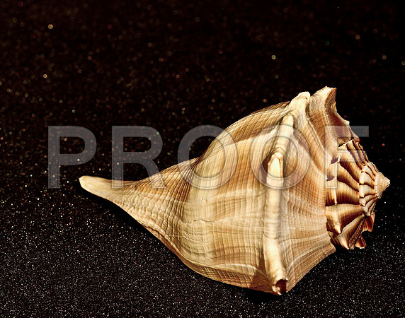 42466_FM_4X5_COLOR_WHELK_LIGHTING_SHELLS_FL_04_07.jpg