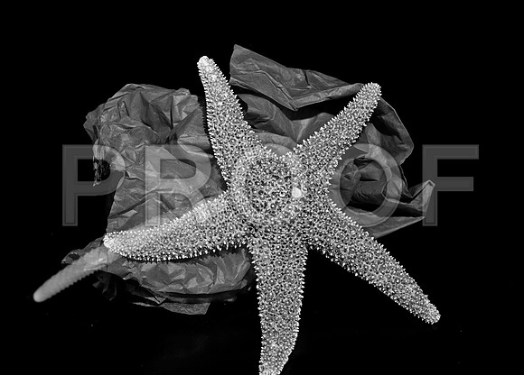 4754_FM_4X5_BW_SHELLS_MIX_FL_04_01.jpg