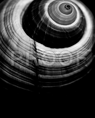 42426_FM_4X5_BW_GIANT_TUM_FL_04_03.jpg