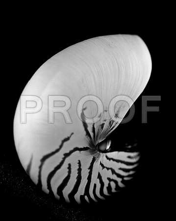 42437_FM_4X5_BW_NATNAUT_SHELLS_FL_04_02.jpg