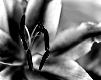 4753_FM_4X5_BW_TIGER_LILLY_CANDYS_FLOWER_SHELLS_FL_04_02.jpg
