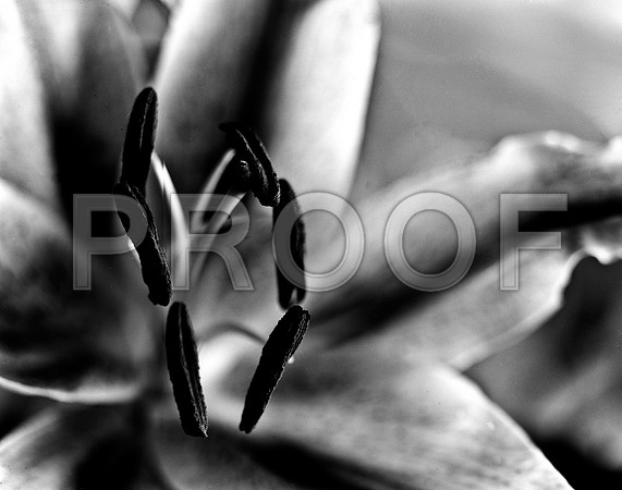 4753_FM_4X5_BW_TIGER_LILLY_CANDYS_FLOWER_SHELLS_FL_04_02.jpg