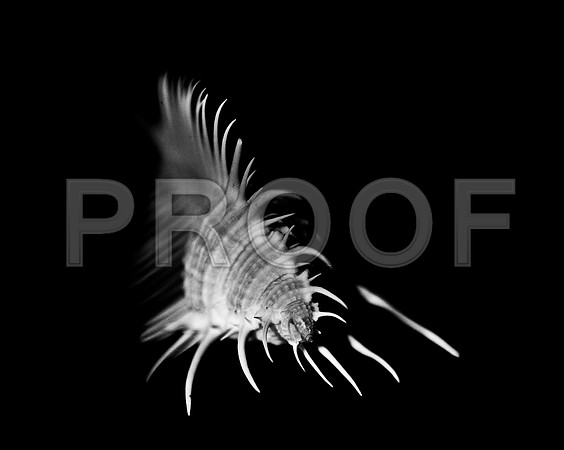 42427_FM_4X5_BW_MERUX_VENUS_COMB_FL_04_03.jpg