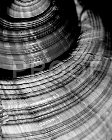 42426_FM_4X5_BW_GIANT_TUM_FL_04_09.jpg