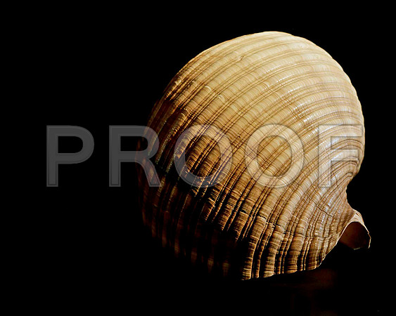 42477_FM_4X5_BW_GIANT_TUM_SHELLS_FL_04_05.jpg