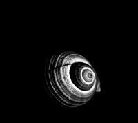 42420_FM_4X5_BW_GIANT_TUM_FL_0403.jpg