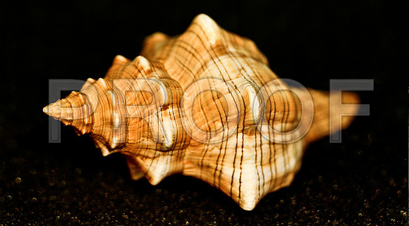 42467_FM_4X5_COLOR_WHELK_LIGHTING_SHELLS_FL_04_07.jpg