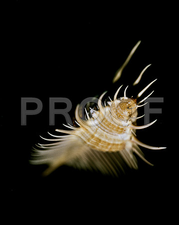 42457_FM_4X5_COLOR_MUREX_VENUS_COMB_SHELLS_FL_04_06.jpg