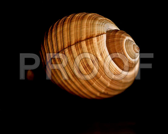42461_FM_4X5_COLOR_GIANT_TUM_SHELLS_FL_04_10.jpg