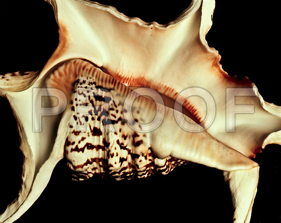 42470_FM_4X5_COLOR_CHIAGRA_SHELLS_FL_04_20.jpg