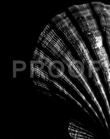 42453_FM_4X5_BW_LION_PAW_SHELLS_FL_04_07.jpg