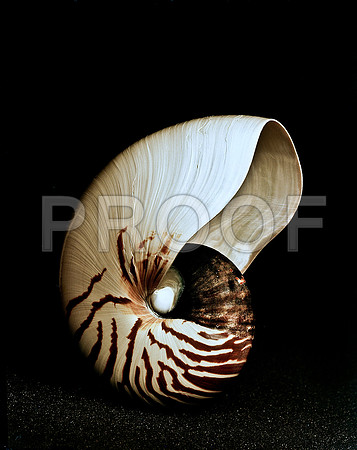 42472_FM_4X5_COLOR_NATNAUT_SHELLS_FL_04_11.jpg