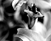 4753_FM_4X5_BW_TIGER_LILLY_CANDYS_FLOWER_SHELLS_FL_04_04.jpg
