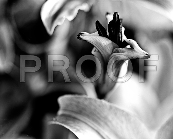 4753_FM_4X5_BW_TIGER_LILLY_CANDYS_FLOWER_SHELLS_FL_04_04.jpg