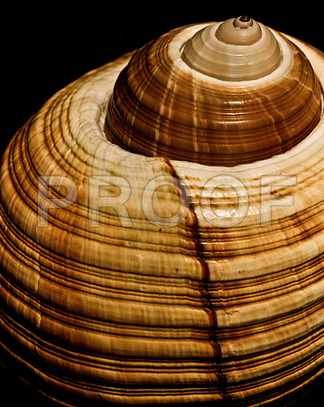 42465_FM_4X5_COLOR_GIANT_TUM_SHELLS_FL_04_04.jpg