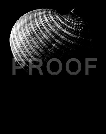 42450_A_FM_4X5_BW_GIANT_TUM_SHELLS_FL_04_11.jpg