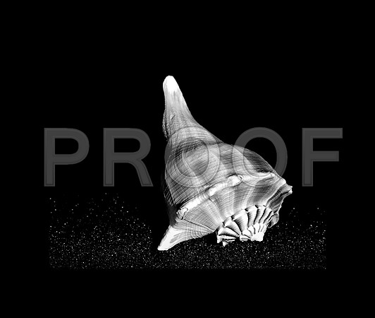 42434_FM_4X5_BW_MUREX_WHELK_SHELLS_FL_04 _01.jpg