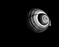 42421_FM_4X5_BW_GIANT_TUM_FL_04_01.jpg