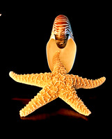 8490_FM_4X5_COLOR_SHELLS_LOVE_SHELLS_FL_04_06.jpg