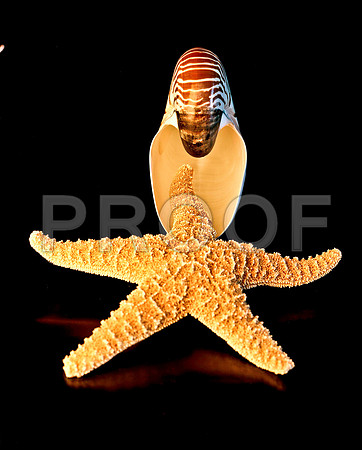 8490_FM_4X5_COLOR_SHELLS_LOVE_SHELLS_FL_04_06.jpg