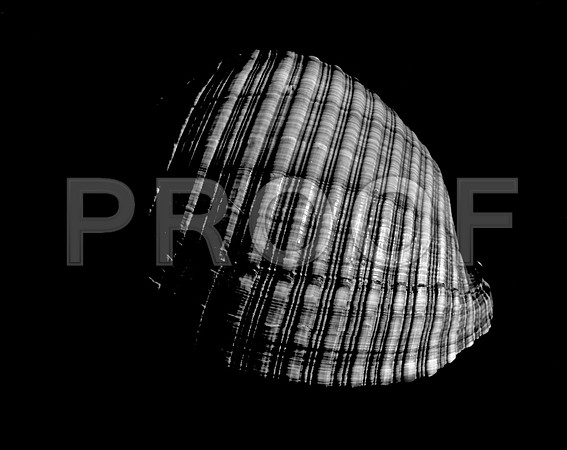 42450_A_FM_4X5_BW_GIANT_TUM_SHELLS_FL_04_07.jpg