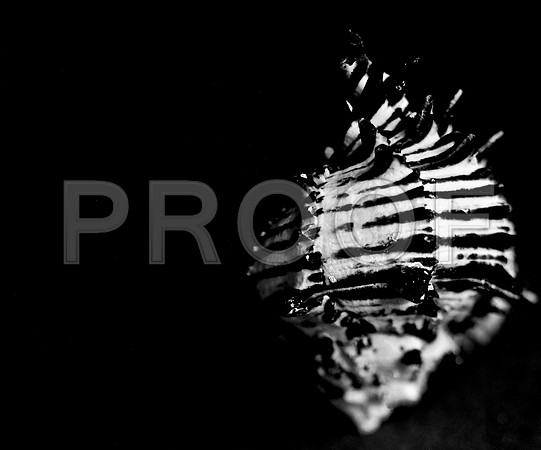 42455_FM_4X5_BW_BLACK_MUREX_SHELLS_FL_04_10.jpg