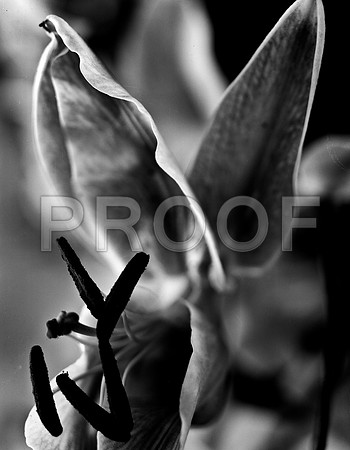 4752_FM_4X5_BW_TIGER_LILLY_SHELLS_FL_04_01.jpg