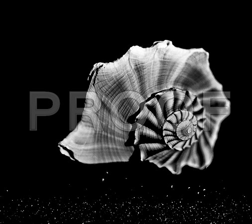 42433_FM_4X5_BW_MUREX_SHELLS_FL_04_12.jpg