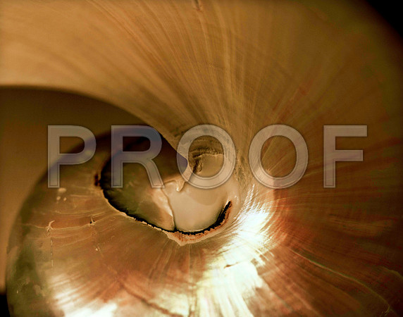 42474_FM_4X5_COLOR_NATNAUT_SHELLS_FL_04_01.jpg