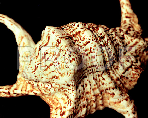 42481_FM_4X5_COLOR_CHIAGRA_SHELLS_FL_04_01.jpg