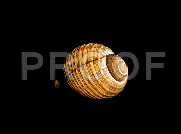 42461_FM_4X5_COLOR_GIANT_TUM_SHELLS_FL_04_11.jpg