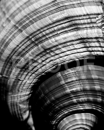 42426_FM_4X5_BW_GIANT_TUM_FL_04_24.jpg