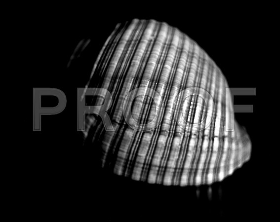 42450_A_FM_4X5_BW_GIANT_TUM_SHELLS_FL_04_03.jpg