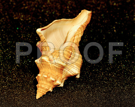 42467_FM_4X5_COLOR_WHELK_LIGHTING_SHELLS_FL_04_14.jpg