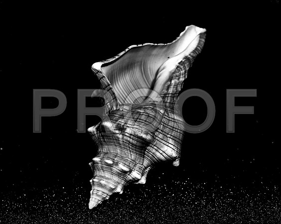 42433_FM_4X5_BW_MUREX_SHELLS_FL_04_20.jpg