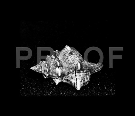 42467_FM_4X5_COLOR_WHELK_LIGHTING_SHELLS_FL_04_04.jpg
