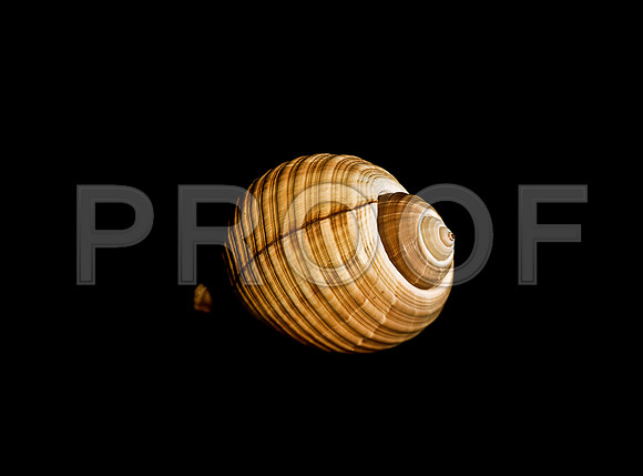 42461_FM_4X5_COLOR_GIANT_TUM_SHELLS_FL_04_02.jpg