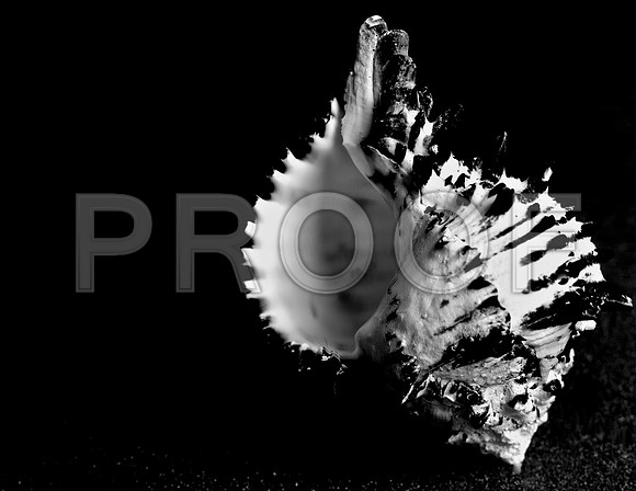 42456_FM_4X5_BW_BLACK_MUREX_SHELLS_FL_04_13.jpg