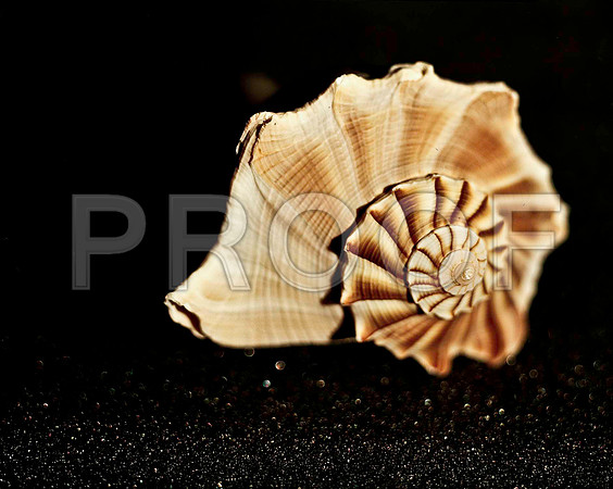 42466_FM_4X5_COLOR_WHELK_LIGHTING_SHELLS_FL_04_02.jpg