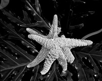 4754_FM_4X5_BW_SHELLS_MIX_FL_04_07.jpg
