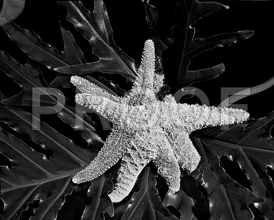 4754_FM_4X5_BW_SHELLS_MIX_FL_04_07.jpg