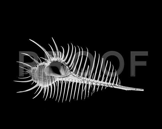 42428_FM_4X5_BW_MERUX_VENUS_COMB_FL_04_07.jpg