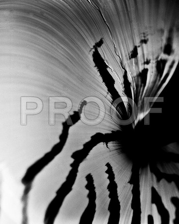 42436_FM_4X5_BW_NATNAUT_SHELLS_FL_04_04.jpg
