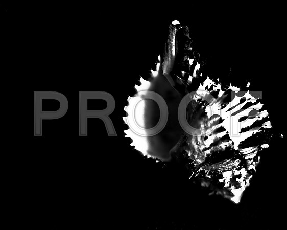 42456_FM_4X5_BW_BLACK_MUREX_SHELLS_FL_04_23.jpg